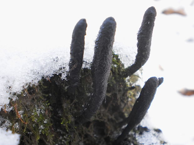 drevnatec štíhly Xylaria longipes Nitschke