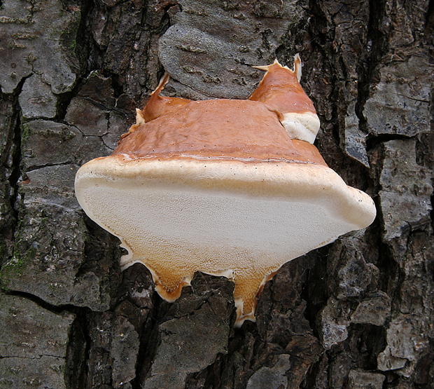 práchnovček pásikavý Fomitopsis pinicola (Sw.) P. Karst.