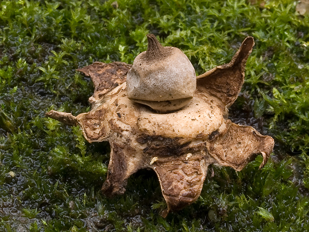 hviezdovka hnedá Geastrum elegans  Vittad.