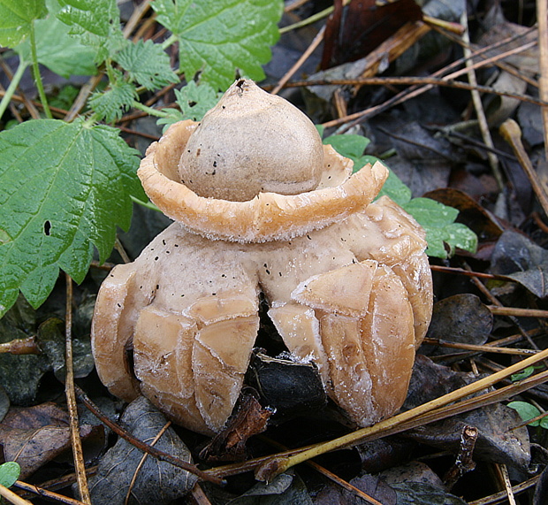 hviezdovka trojitá Geastrum triplex Jungh.