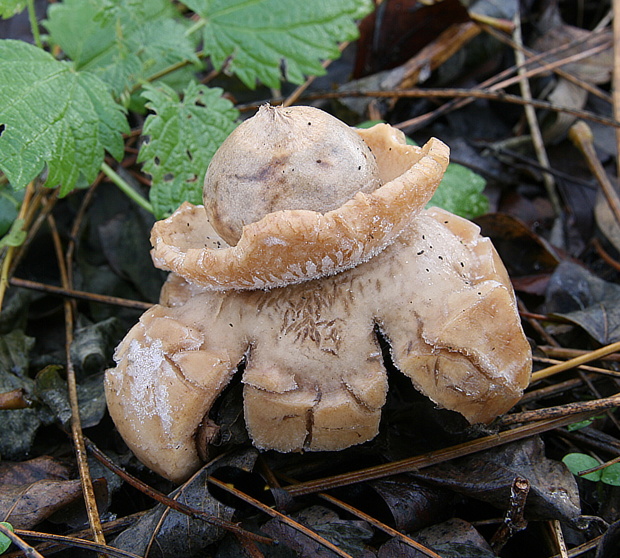 hviezdovka trojitá Geastrum triplex Jungh.