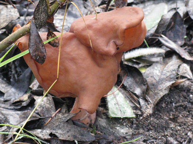 ušiak mitrovitý Gyromitra infula (Schaeff.) Quél.