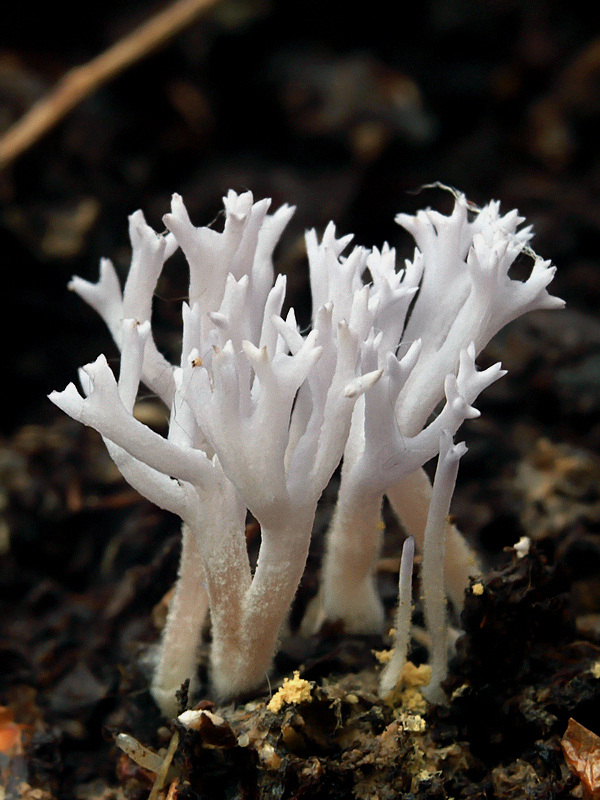 lentária Lentaria sp.