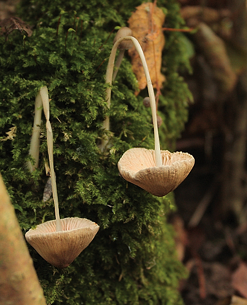 prilbička Mycena sp.