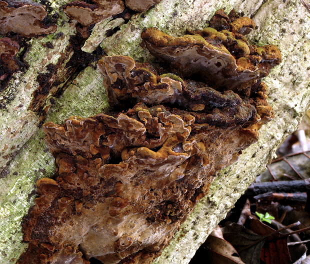 ohňovec hrboľkatý Phellinus torulosus (Pers.) Bourdot & Galzin