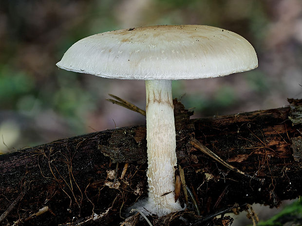 šupinovka hlinovookrová Pholiota lenta (Pers.) Singer