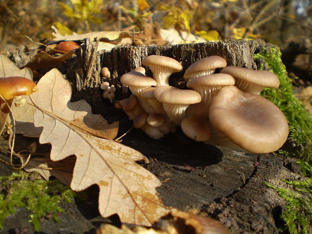 hliva ustricovitá Pleurotus ostreatus (Jacq.) P. Kumm.