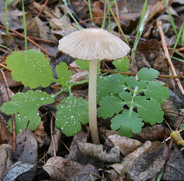 drobuľka  Psathyrella sp.