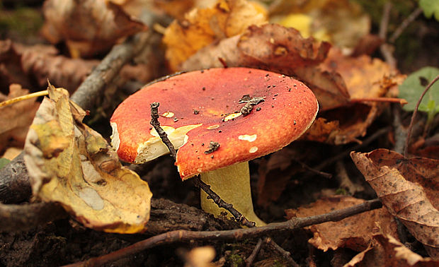 plávka zlatožltá Russula aurea Pers.