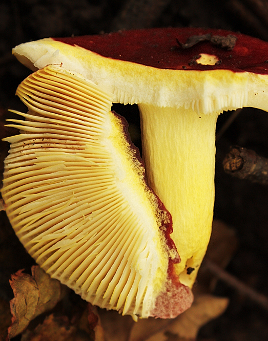 plávka zlatožltá Russula aurea Pers.