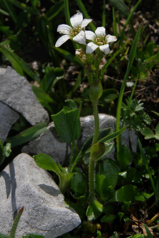lomikameň pochybkový Saxifraga androsacea L.