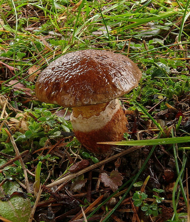 masliak duglaskový Suillus lakei (Murrill) A.H. Sm. & Thiers