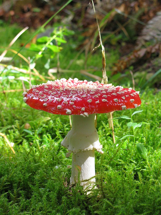 muchotrávka červená Amanita muscaria (L.) Lam.