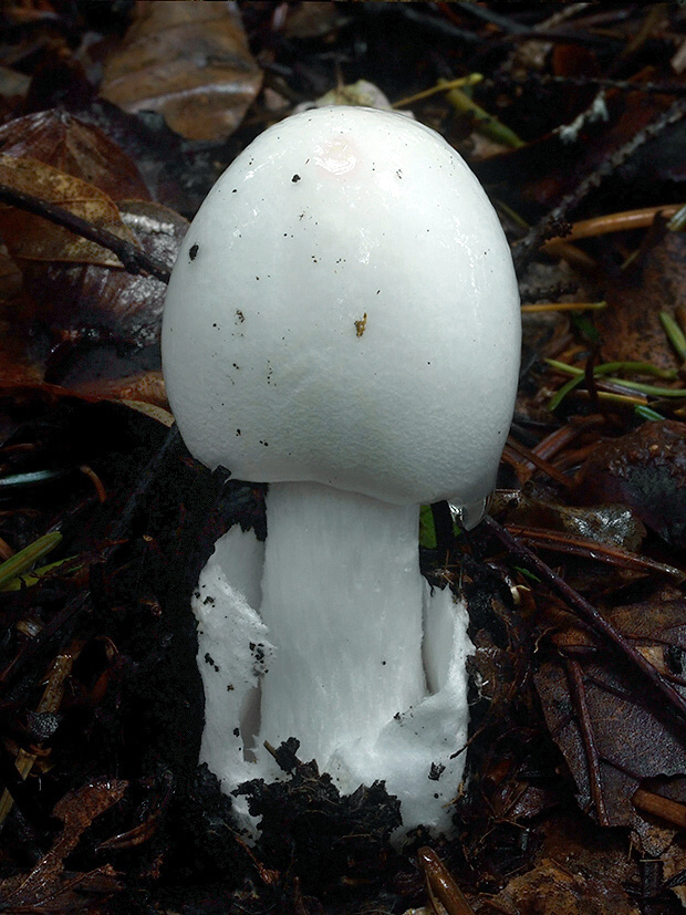 muchotrávka končistá Amanita virosa Bertill.