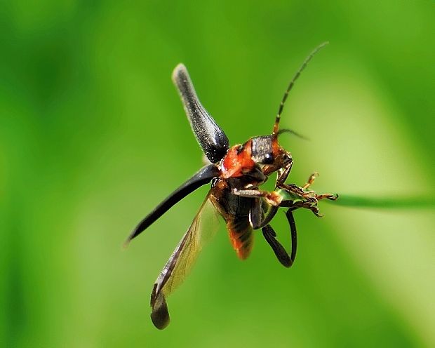 snehulčík sivočierny Cantharis fusca