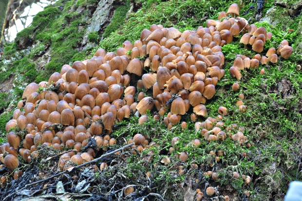 hnojník ligotavý Coprinellus micaceus (Bull.) Vilgalys, Hopple & Jacq. Johnson