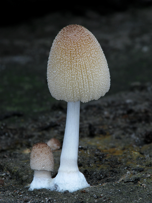 hnojník Coprinus sp.