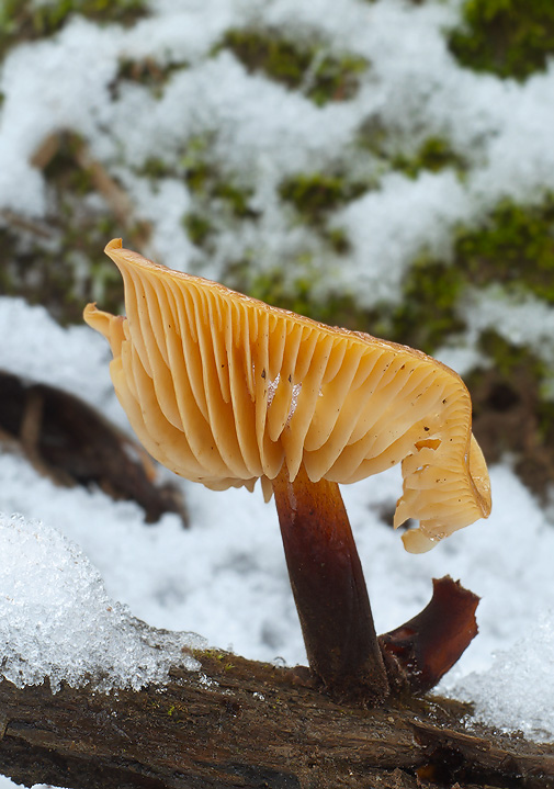 plamienka Flammulina sp.