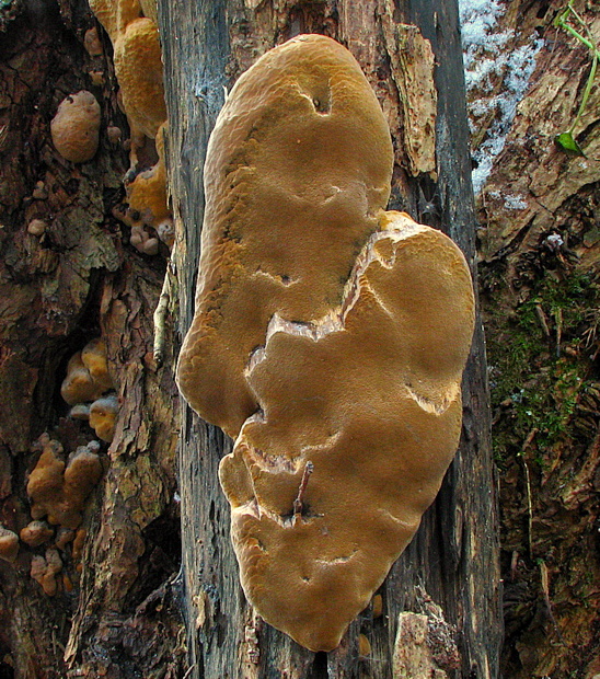 ohňovec hrdzavohnedý Fuscoporia ferruginosa (Schrad.) Murrill