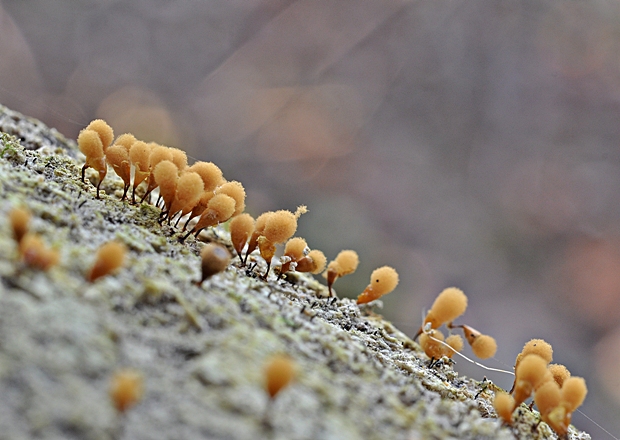 vlasovníčka kyjačikovitá Hemitrichia clavata (Pers.) Rostaf.