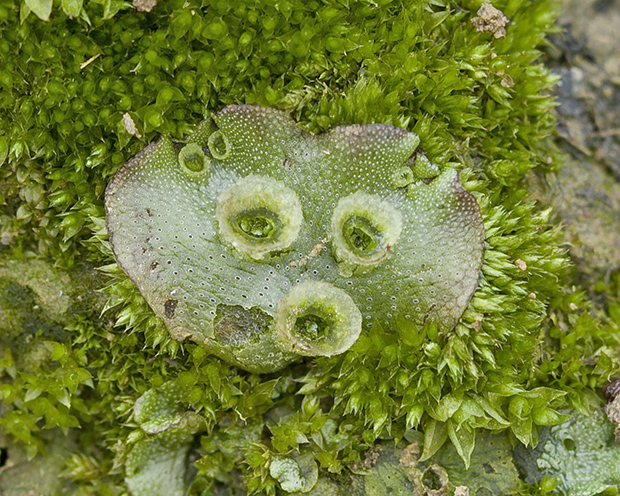 porastnica mnohotvará  Marchantia polymorpha L.