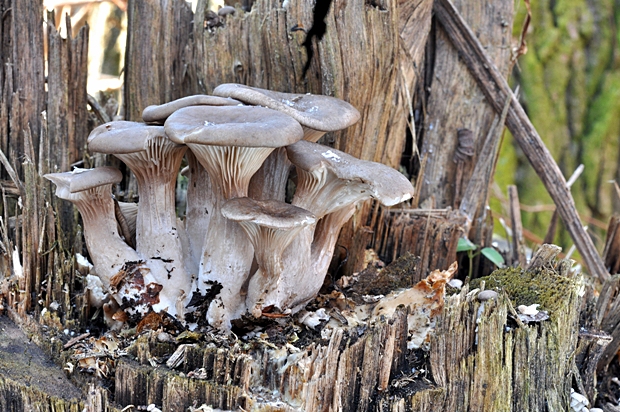 hliva ustricovitá Pleurotus ostreatus (Jacq.) P. Kumm.