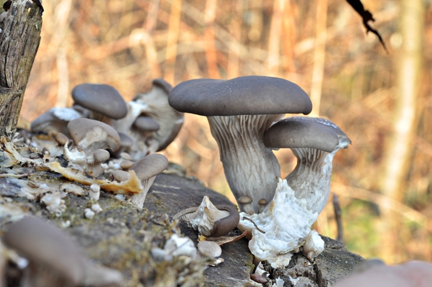 hliva ustricovitá Pleurotus ostreatus (Jacq.) P. Kumm.