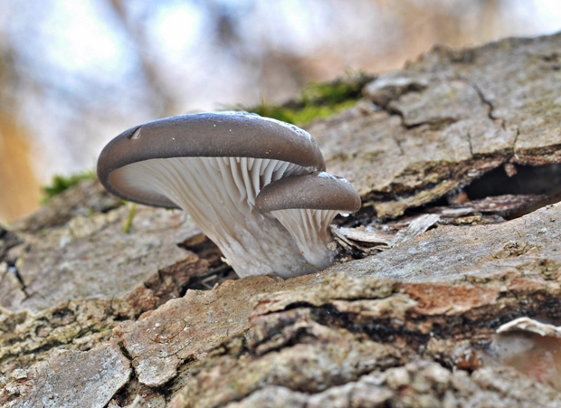 hliva ustricovitá Pleurotus ostreatus (Jacq.) P. Kumm.