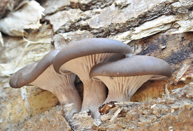 hliva ustricovitá Pleurotus ostreatus (Jacq.) P. Kumm.