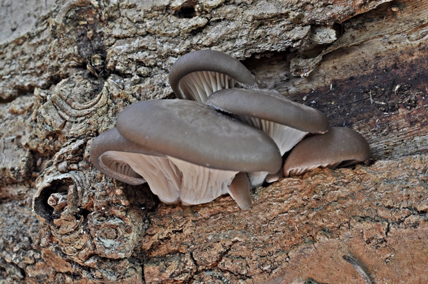 hliva ustricovitá Pleurotus ostreatus (Jacq.) P. Kumm.