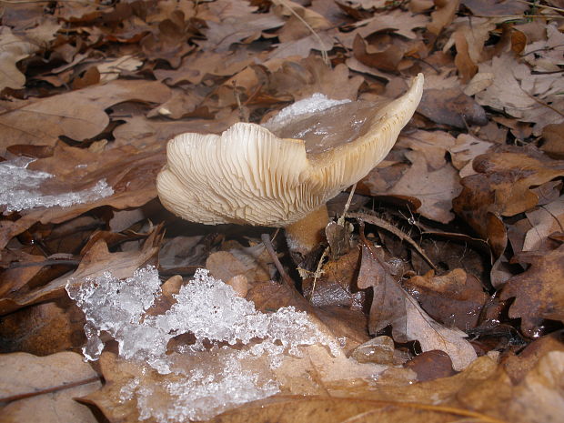 peniazovka maslová Rhodocollybia butyracea (Bull.) Lennox