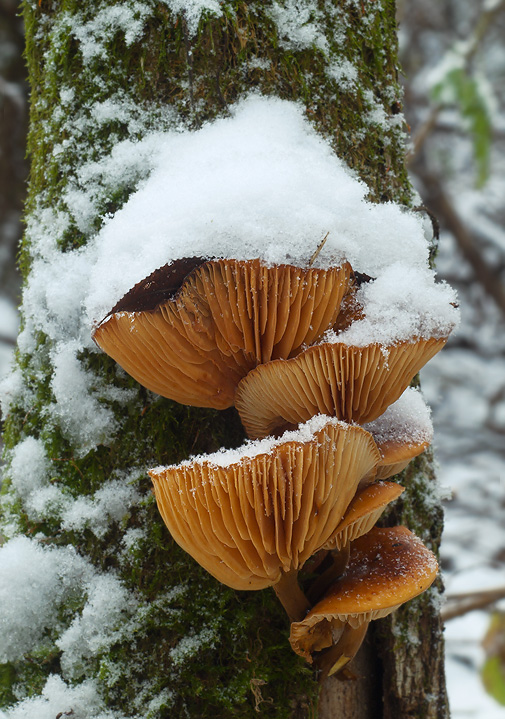 plamienka Flammulina sp.