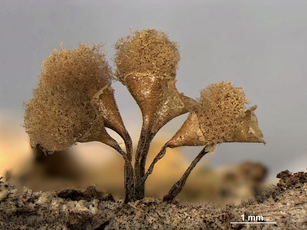 vlasovníčka kyjačikovitá Hemitrichia clavata (Pers.) Rostaf.