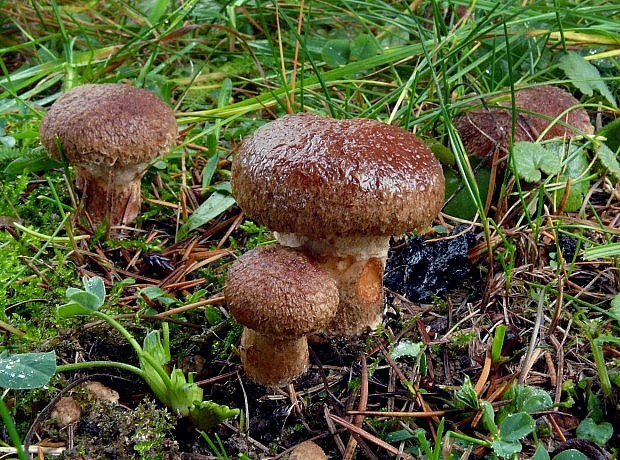 masliak duglaskový Suillus lakei (Murrill) A.H. Sm. & Thiers