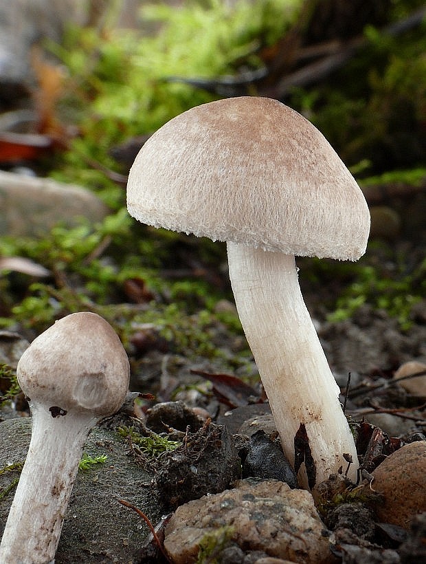 čírovka vŕbová Tricholoma cingulatum (Almfelt) Jacobashch