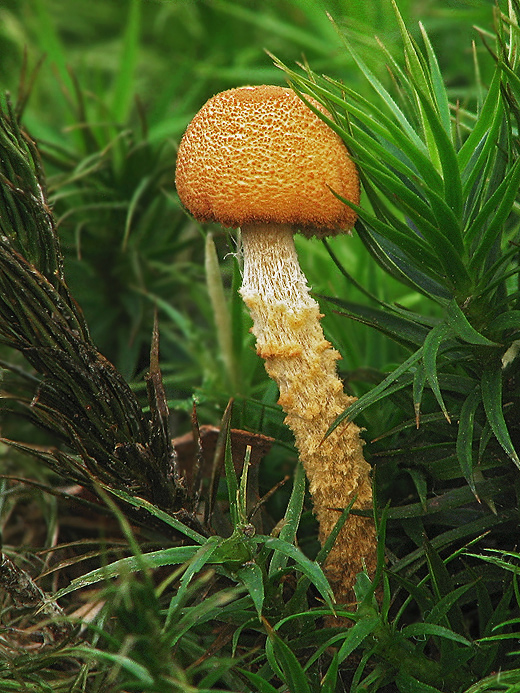 zrnivka okrová Cystoderma amianthinum (Scop.) Fayod