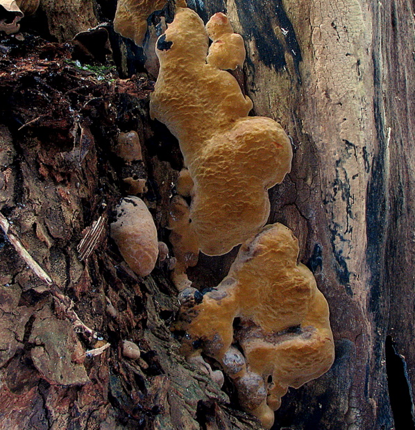 ohňovec hrdzavohnedý Fuscoporia ferruginosa (Schrad.) Murrill