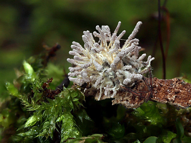 parazitická huba Gibellula sp.