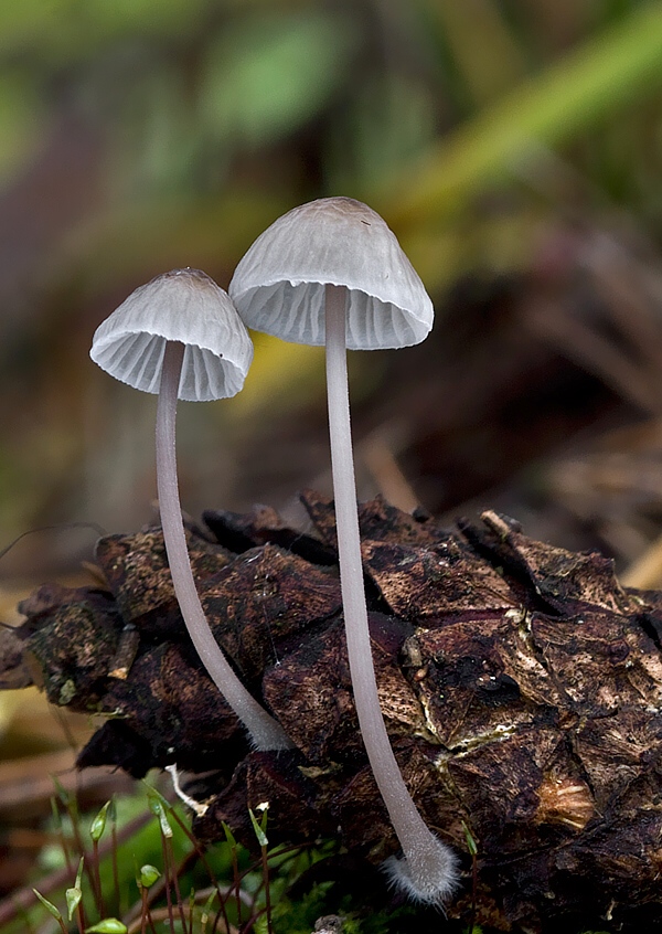 prilbička Mycena sp.