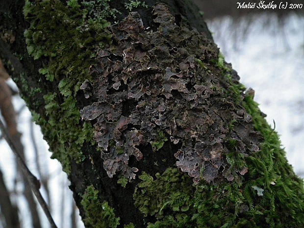 diskovka ryhovaná Parmelia sulcata Taylor