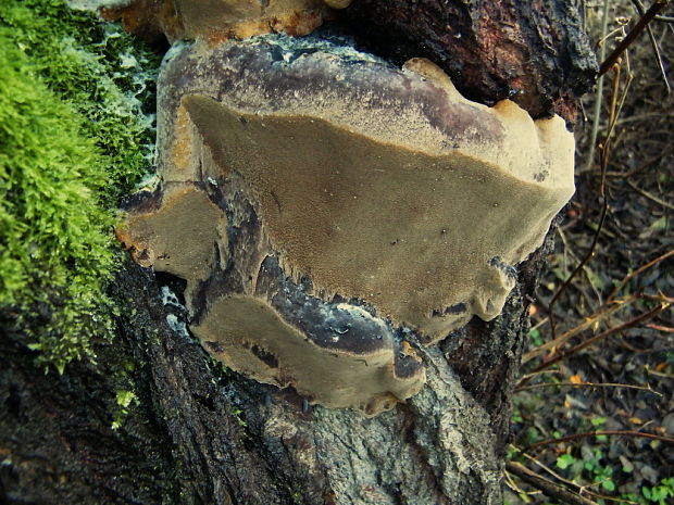 ohňovec osikový Phellinus tremulae (Bondartsev) Bondartsev & P.N. Borisov