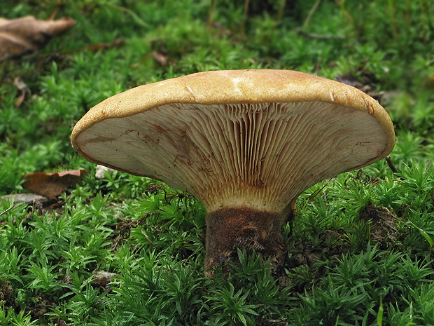 čechračka tmavohlúbiková Tapinella atrotomentosa (Batsch) Šutara