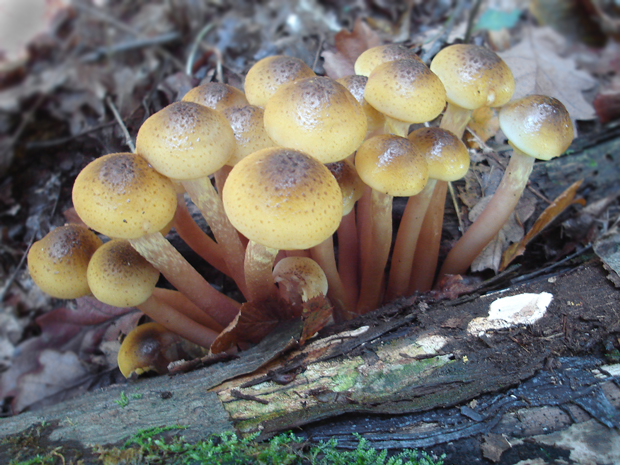 podpňovka obyčajná Armillaria mellea (Vahl) P. Kumm.