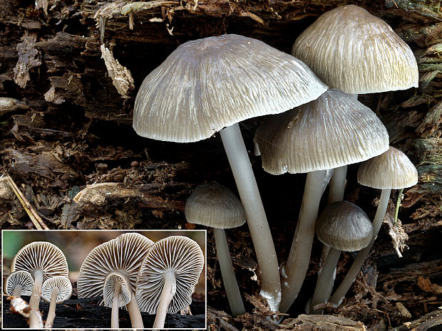 prilbička ružovolupeňová Mycena galericulata (Scop.) Gray