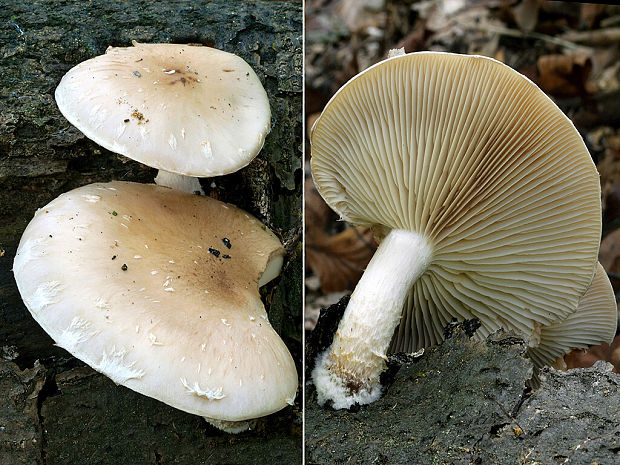 šupinovka hlinovookrová Pholiota lenta (Pers.) Singer