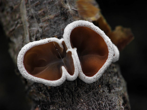 škľabka plstnatá Schizophyllum amplum (Lév.) Nakasone