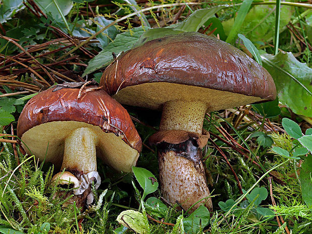 masliak obyčajný Suillus luteus (L.) Roussel