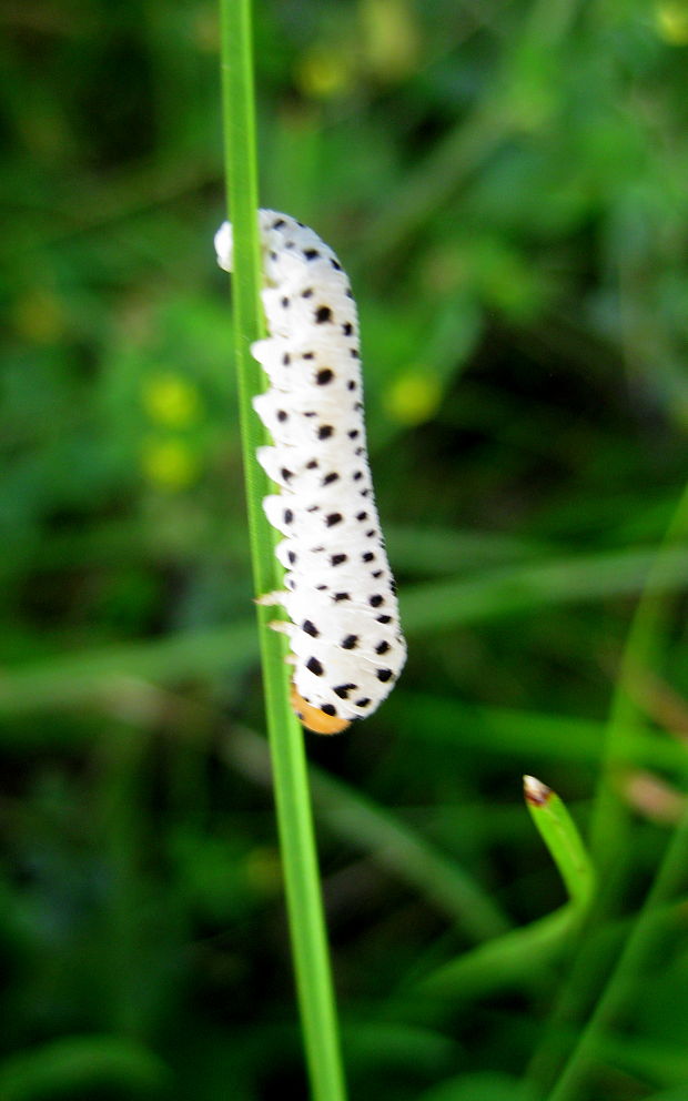 piliarka krtičníková Tenthredo scrophulariae Linnaeus, 1758