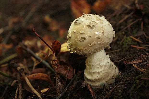 pečiarka Agaricus sp.