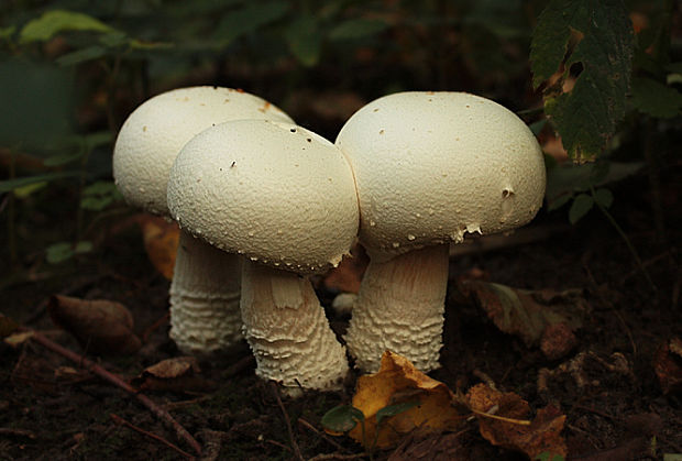 pečiarka Agaricus sp.